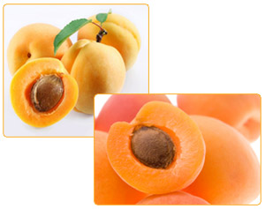 Apricot
