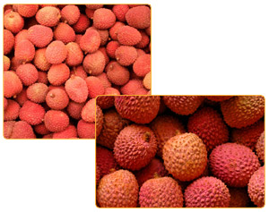 Litchi