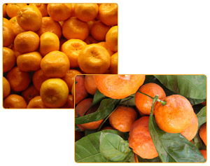 Mandarines
