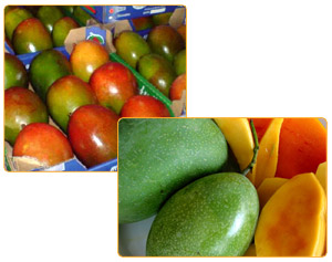 Mangoes