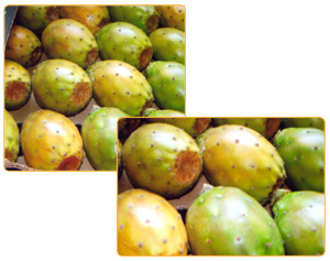 Prickly Pear